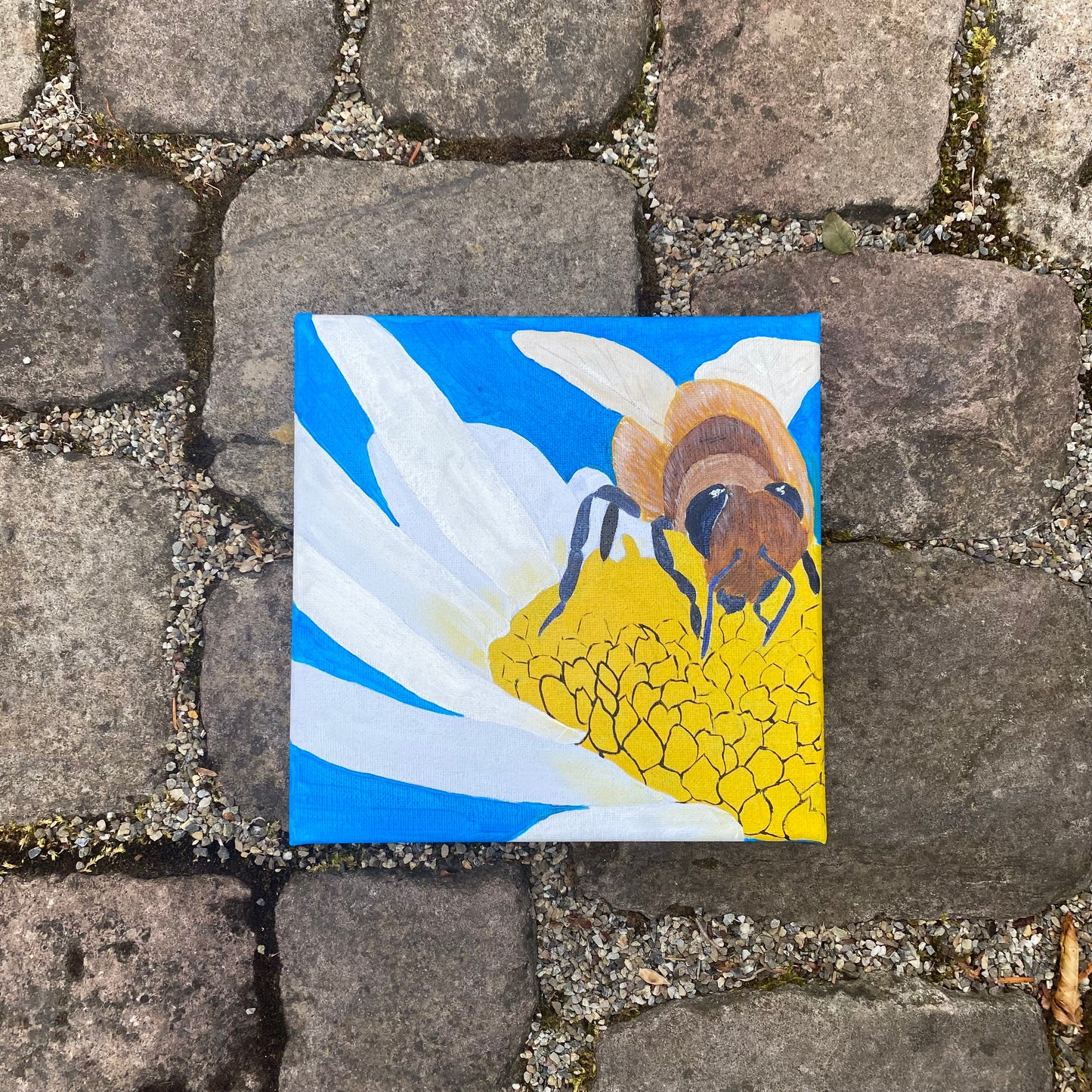 Gänseblümchen