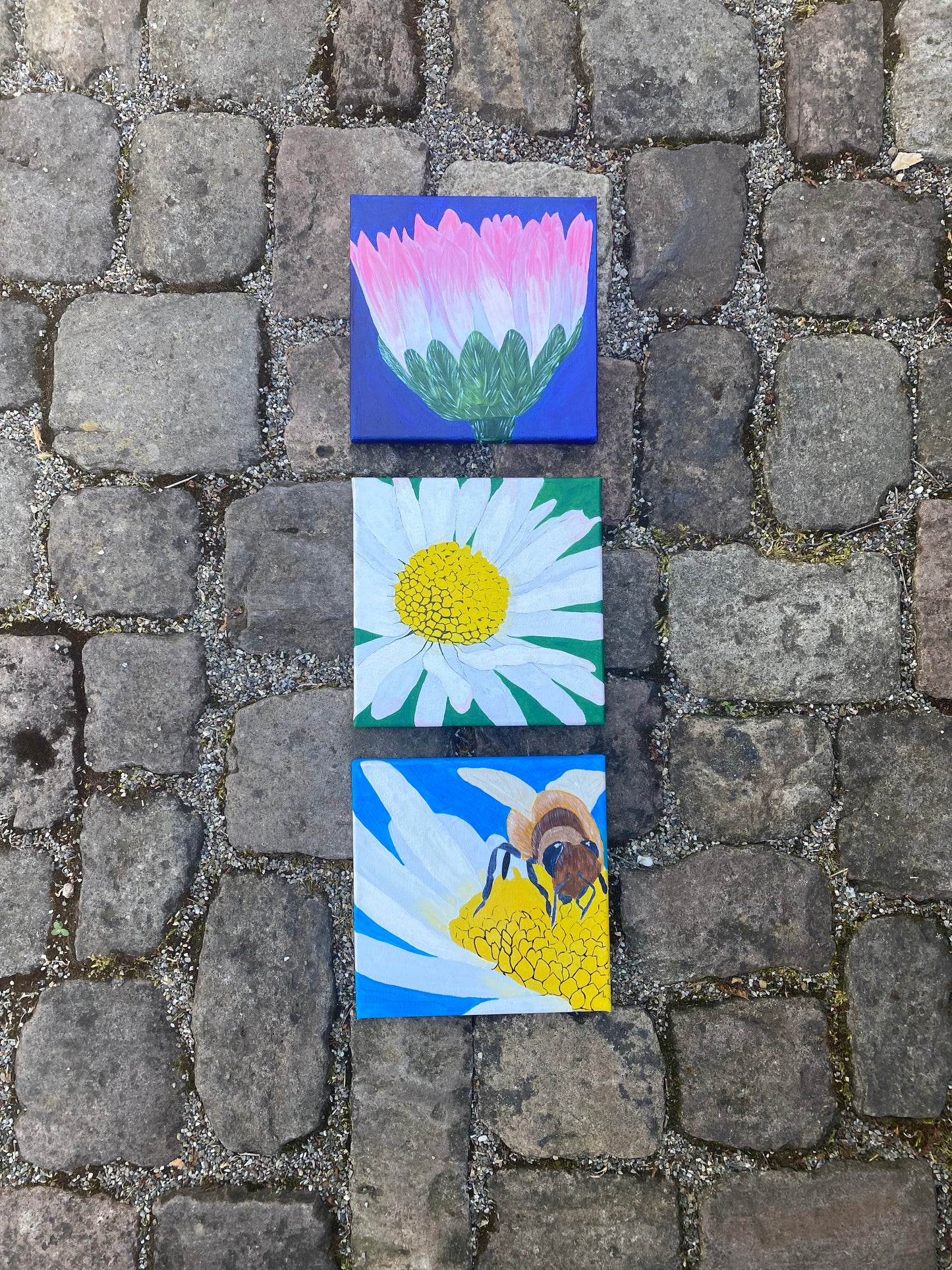 Gänseblümchen